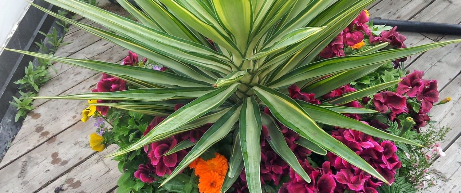 Alberta Tropical Plants