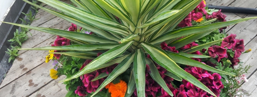 Alberta Tropical Plants