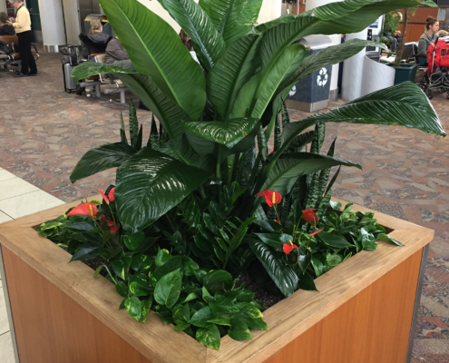 Alberta Tropical Plants