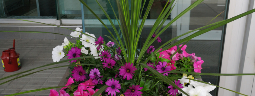 Alberta Tropical Plants