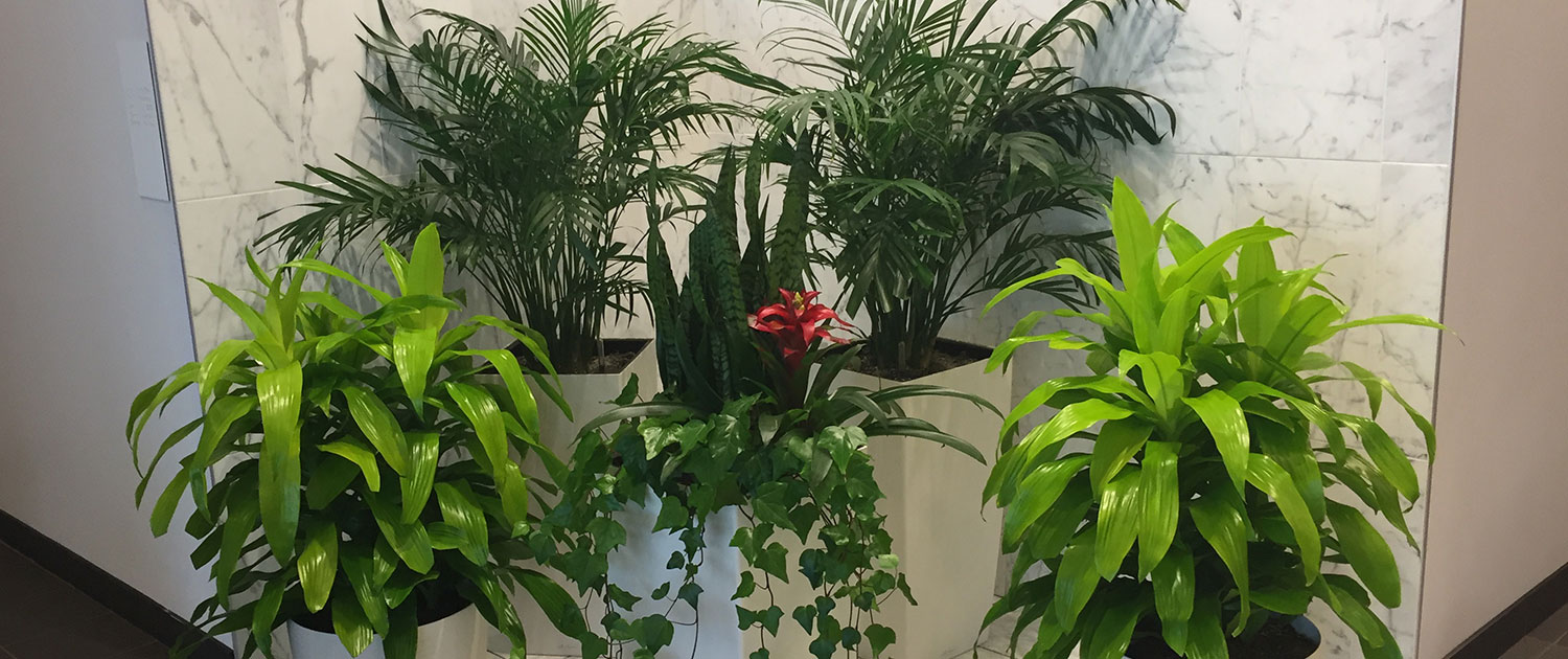 Alberta Tropical Plants