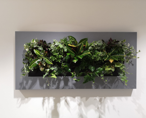 living wall for Alberta Tropical Plants