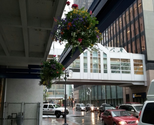 Alberta Tropical Plants